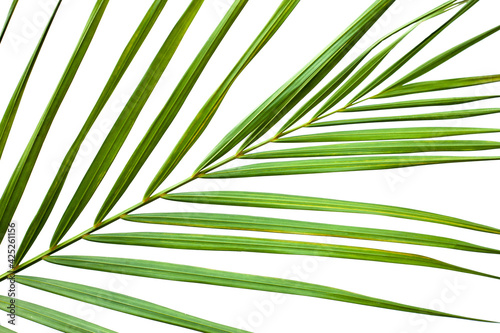 closeup coconut palm leaves isolated on white background  summer background