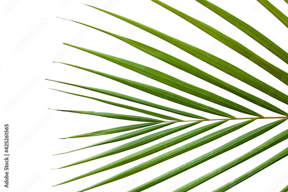 Obraz premium closeup coconut palm leaves isolated on white background, summer background