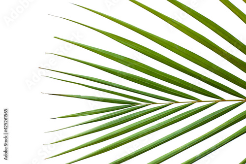 closeup coconut palm leaves isolated on white background, summer background © Nabodin