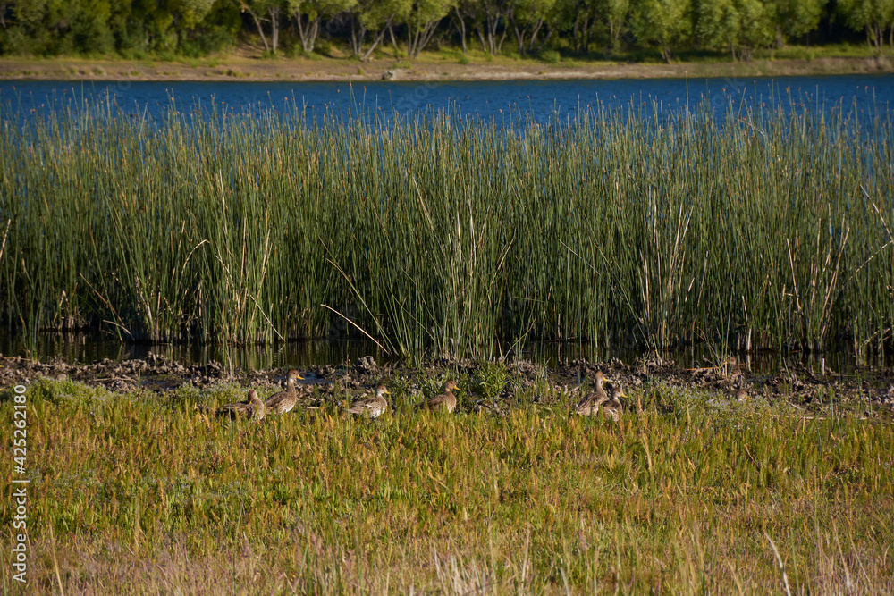 Duck family near lake shore and reeds in the water at Urban Natural Reserve La Zeta Lagoon, Esquel, Patagonia, Argentina 