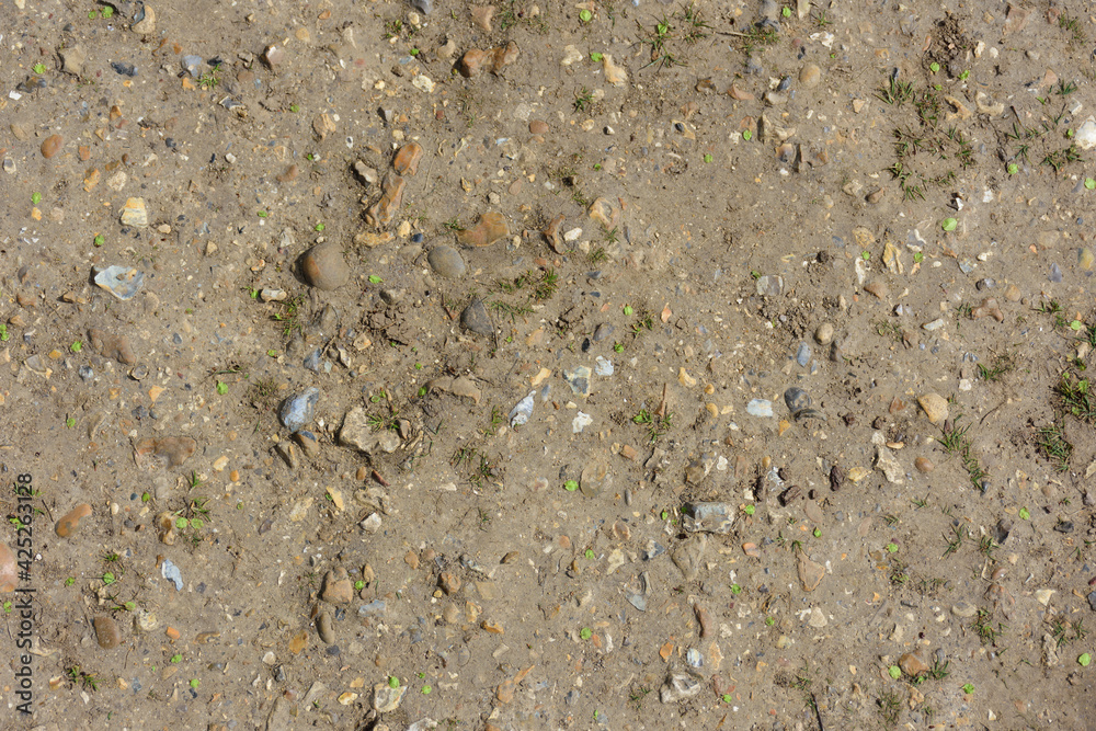 grass in the sand grass in the sand