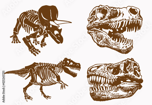 Graphical vintage set of skulls and skeleton of dinosaur,vector bone fossils,paleontology elements