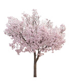 ピンクの花が満開の桜の木