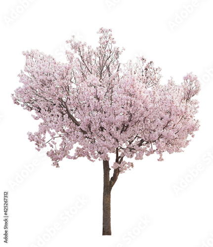 ピンクの花が満開の桜の木