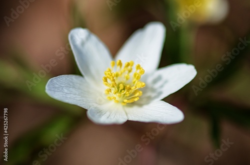 white flower close up