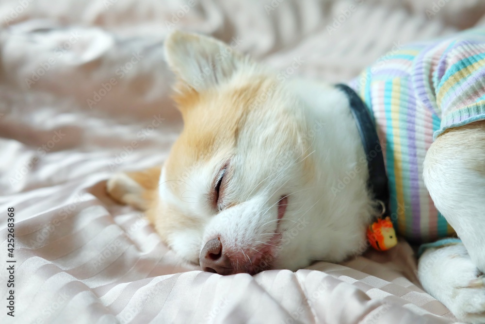 Brown chihuahua dog lying on the bed. Brown chihuahua dog lying on the bed.