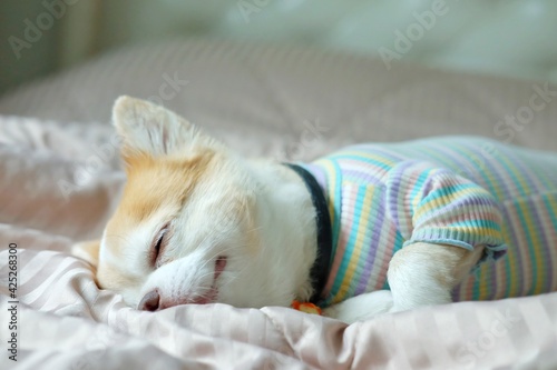 Brown chihuahua dog lying on the bed.