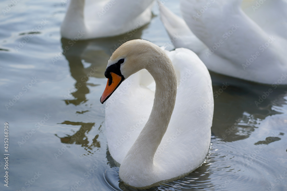 Obraz premium White swans float on the river