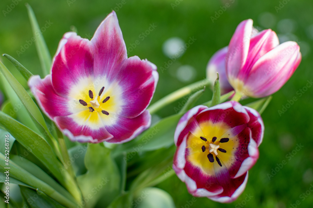 Fototapeta premium Violett / Lila blühender Tulpen Strauss