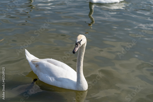 Swans swim on the river