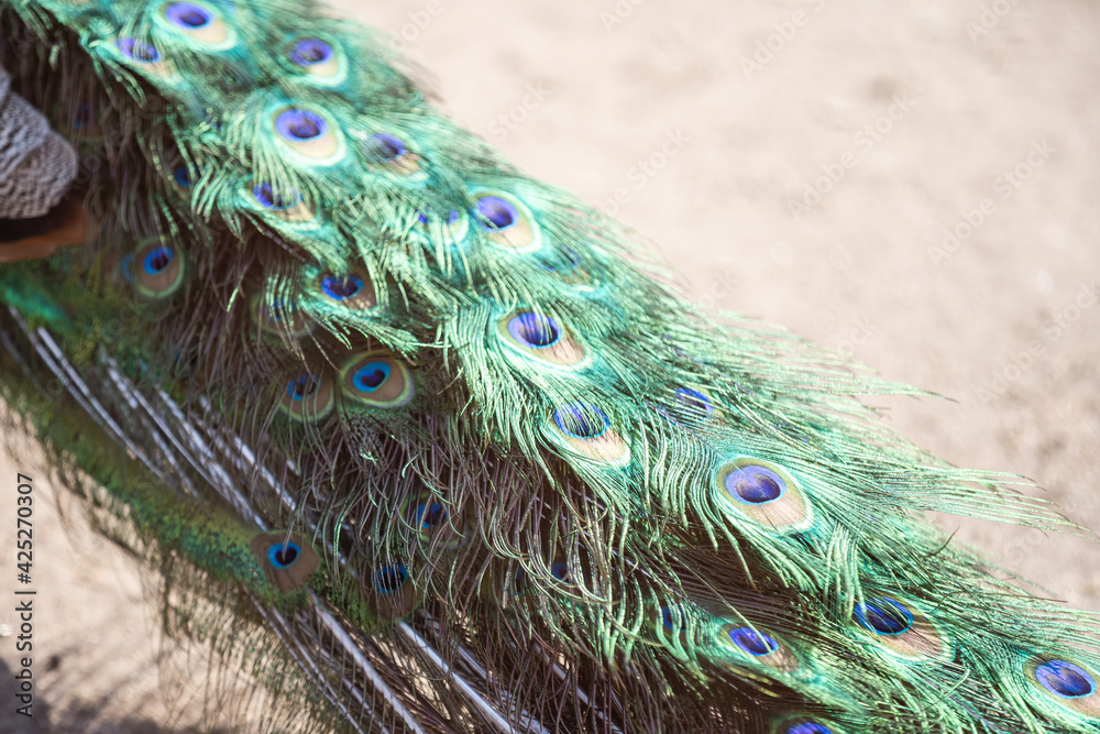 Fototapeta premium full frame abstract background with some colorful peacock feathers