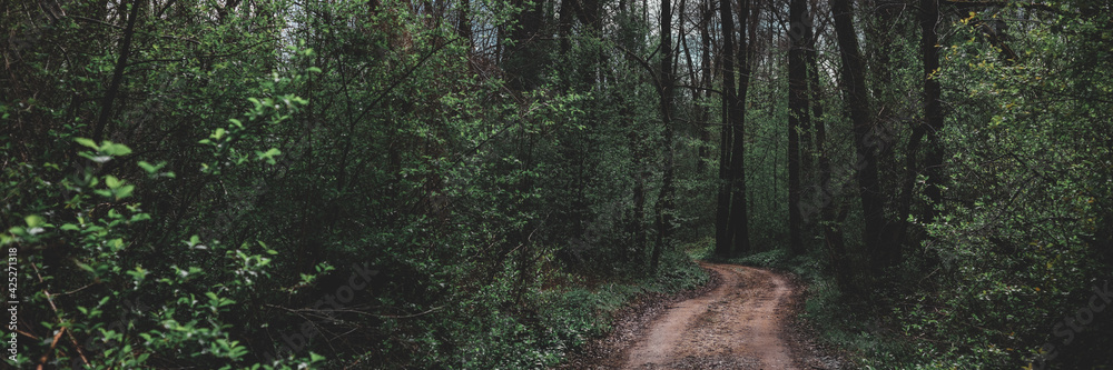 Road through the autumn forest, full of leaves, large trees on the sides. Illuminated moody gravel road Road through the autumn forest, full of leaves, large trees on the sides. Illuminated moody gravel road