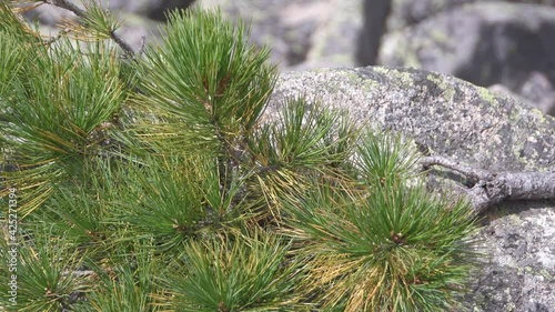 Pine branch shakes in wind on stone slope