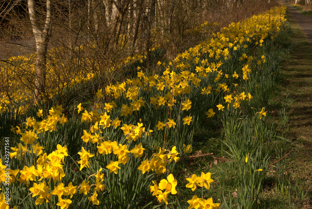 Obraz premium looking upwards on River Tweed