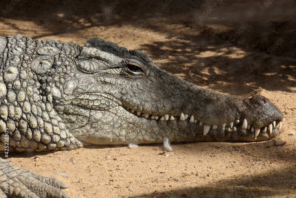 Fototapeta premium Stumpfkrokodil