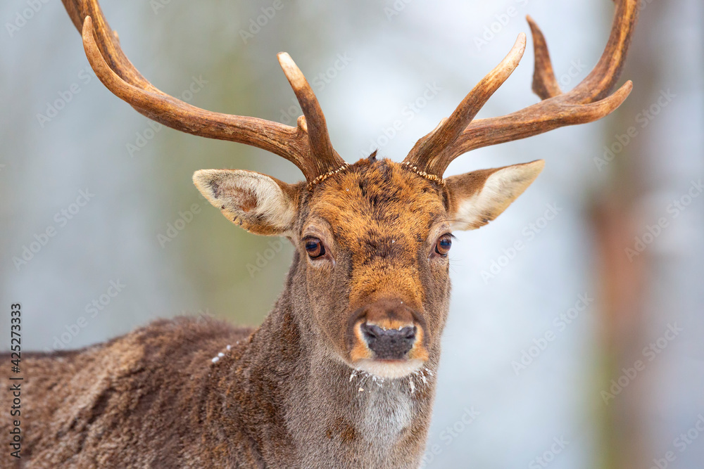 Fototapeta premium Fallow deer. Fallow deer in winter landscape. Landscape with snow. Animal in snow.