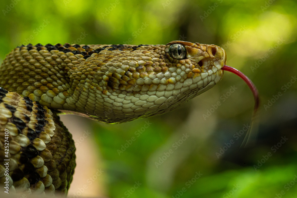 Northwestern Neotropical Rattlesnake Crotalus culminatus Northwestern Neotropical Rattlesnake Crotalus culminatus
