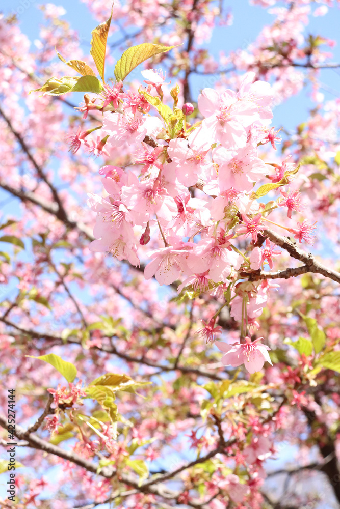 さくら 桜 サクラ 淡い 春爛漫 開花 綺麗 穏やか ピンク 入学 卒業 かわいい
