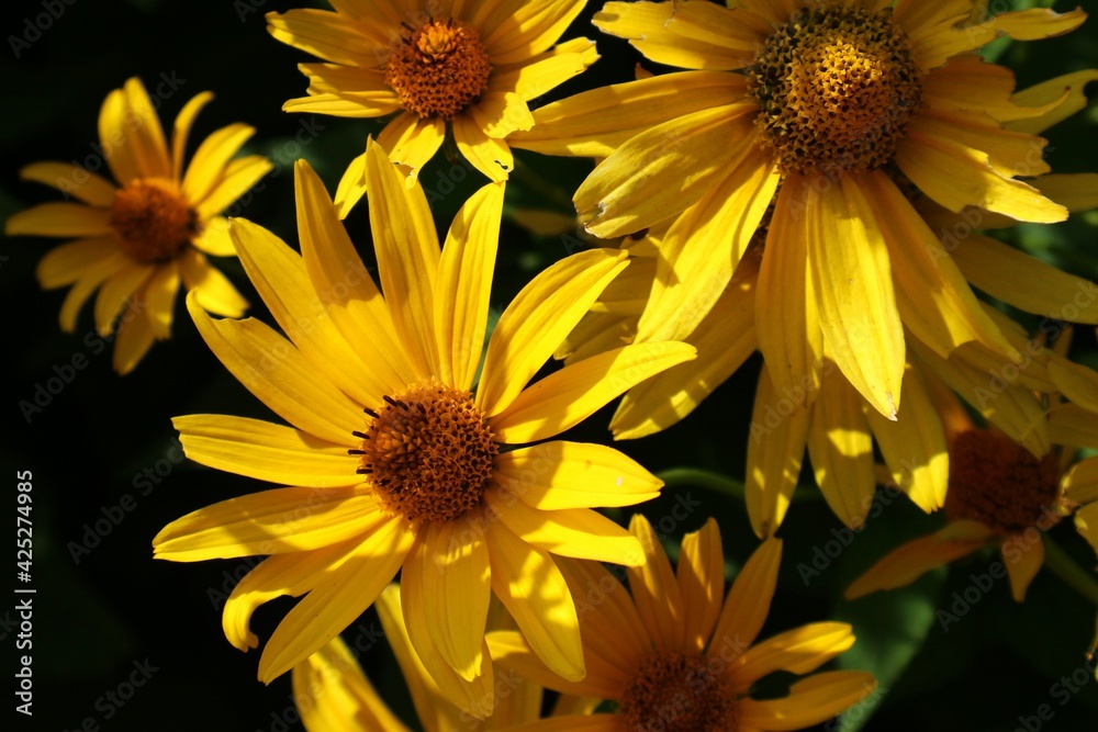 Obraz premium False flowers (Heliopsis helianthoides) on a green background