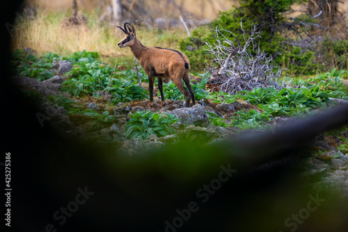 The chamois stands in the stony slope. Wild animal in its natural environment.