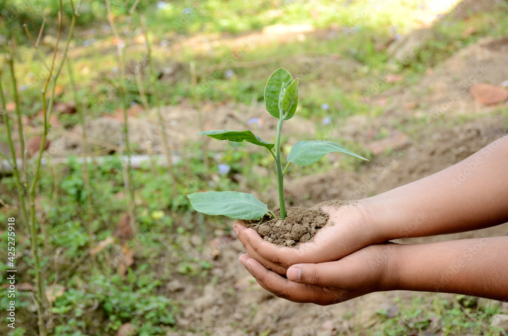 closeup holding hands and caring green young plant,environment heal earth and save the world. closeup holding hands and caring green young plant,environment heal earth and save the world.