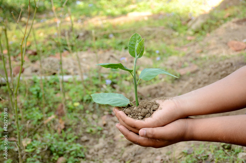 closeup holding hands and caring green young plant,environment heal earth and save the world.