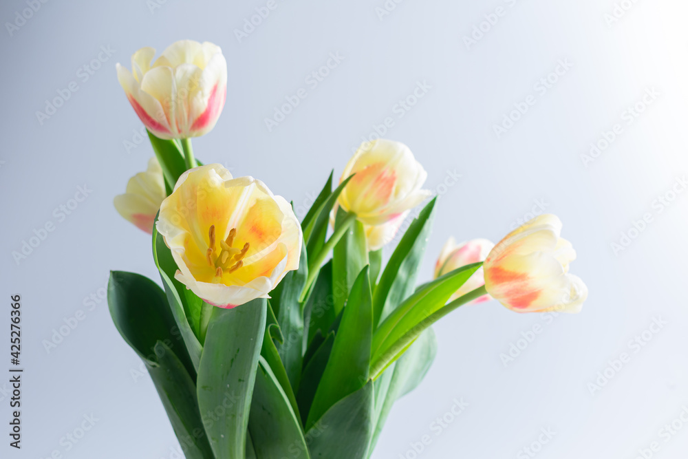Fototapeta premium Fresh tulips in a beautiful vase