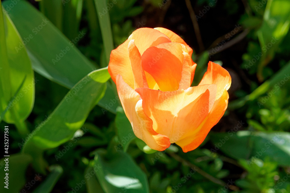 Macro close-up of orange red yellow open tulip. Macro close-up of orange red yellow open tulip.