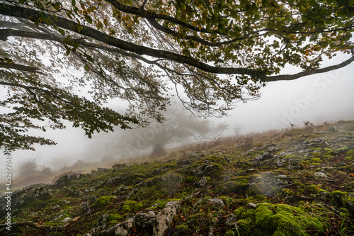 The falling leaves colors the autumn season in the forest. Otzarreta forest, Gorbea Natural Park, Bizkaia, Spain photo