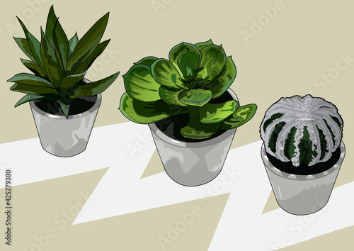 ornamental plants to beautify the house