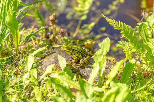 Die warme Sonne lockt die Wasserfrösche aus dem Parkteich. Die Frösche nutzen das schöne Wetter um sich aufzuwärmen. photo