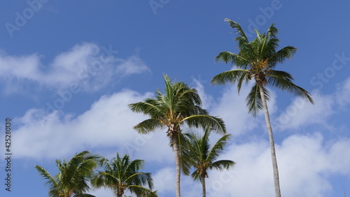 top of palm trees and the sky in Guadeloupe