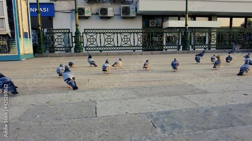 Slow motion close-up pigeons walking in the city park.