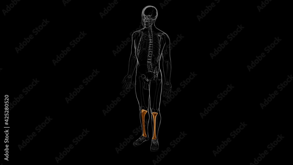 Human skeleton anatomy Tibia Bone 3D Rendering