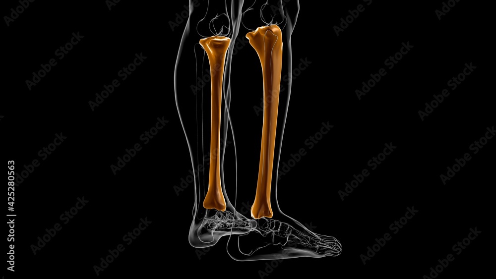Human skeleton anatomy Tibia Bone 3D Rendering Human skeleton anatomy Tibia Bone 3D Rendering
