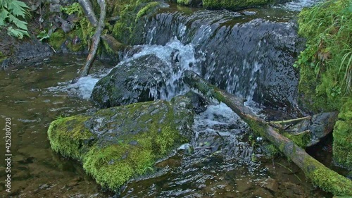 Stream in rainforest. Water cascades down on boulder and branches. River boils, flows into the pond. Small waterfall surrounded by mossy wet rocks