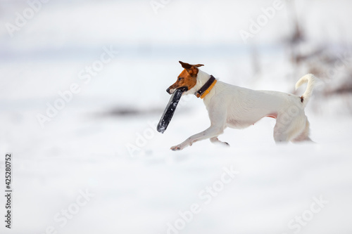Fototapeta Naklejka Na Ścianę i Meble -  Photography with a white dog on snow. Beautiful white dog in winter landscape with snow. Dog games.