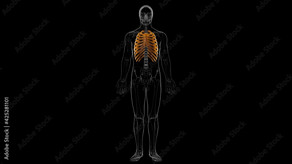 Human skeleton anatomy Rib Cage 3D Rendering