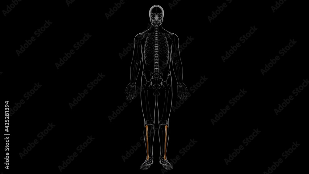 Human skeleton anatomy Fibula Bone 3D Rendering
