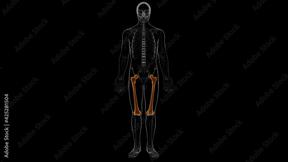 Human skeleton anatomy Femur Bone 3D Rendering