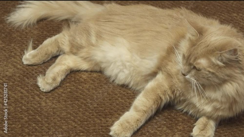 cute red cat lies on the bed, yawns, stretches its legs and lies on them