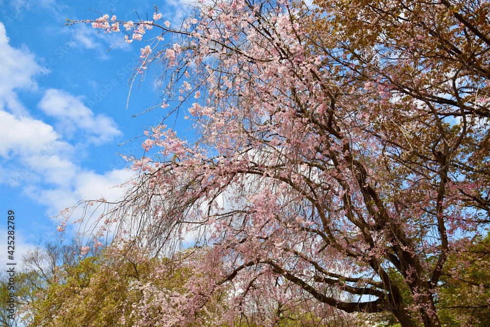 枝垂れ桜 枝垂れ桜