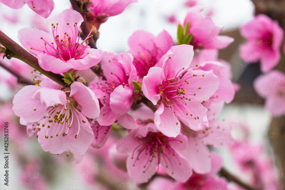Awakening of spring. Pink cherry blossom in spring. Awakening of spring. Pink cherry blossom in spring.