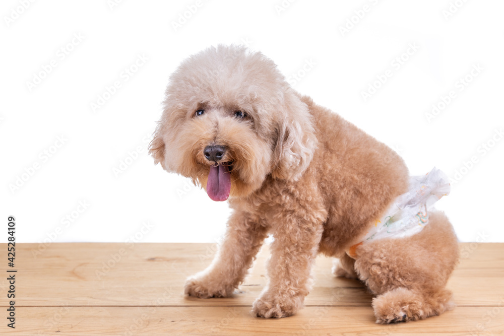 Male toy poodle dog with diaper seated on wooden floor