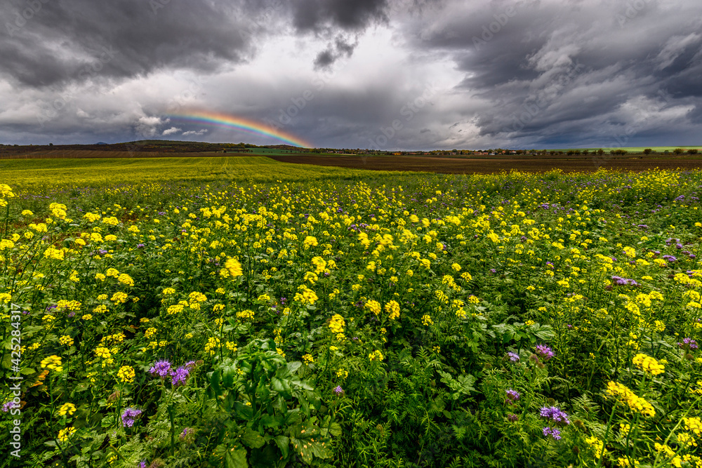 Obraz premium Beautiful summer landscape with flowers and with dramatic cloudy sky.