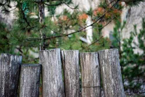 A fence made of logs in the forest under the spruce. Close-up. Copy space.