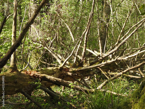 Horizontal trunk in a forest with long branches