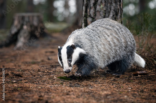 Running badger in the forest.