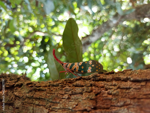 Pyrops candelaria in the wild photo