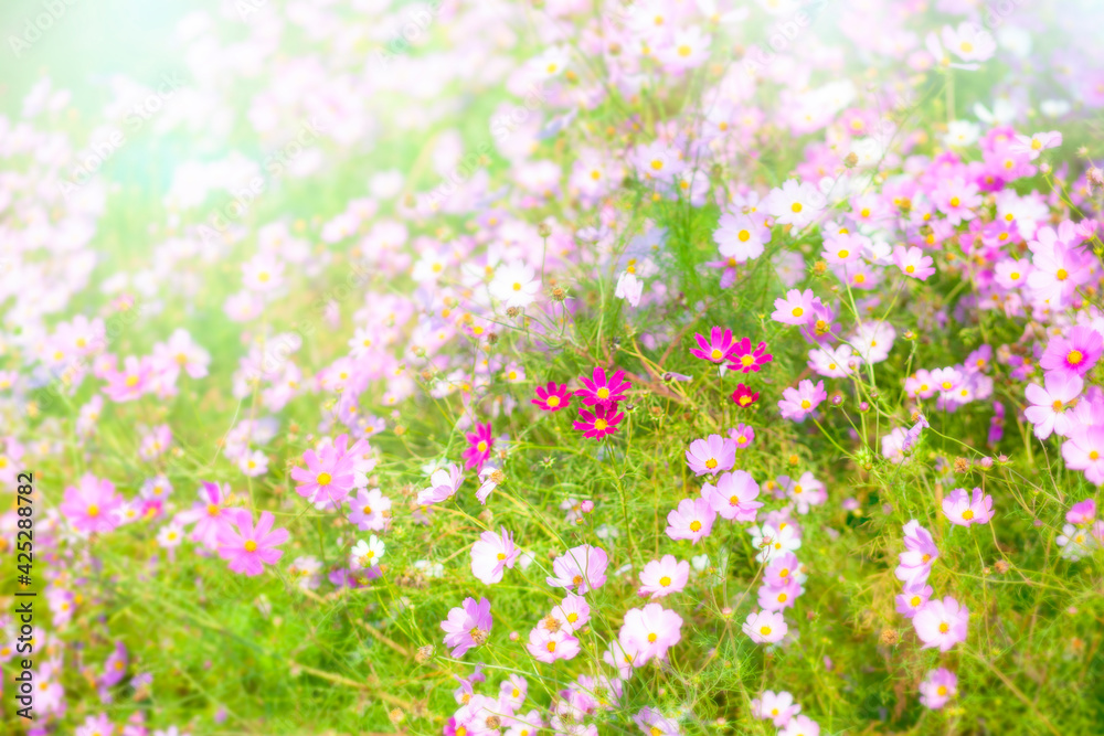 Obraz premium コスモスの花